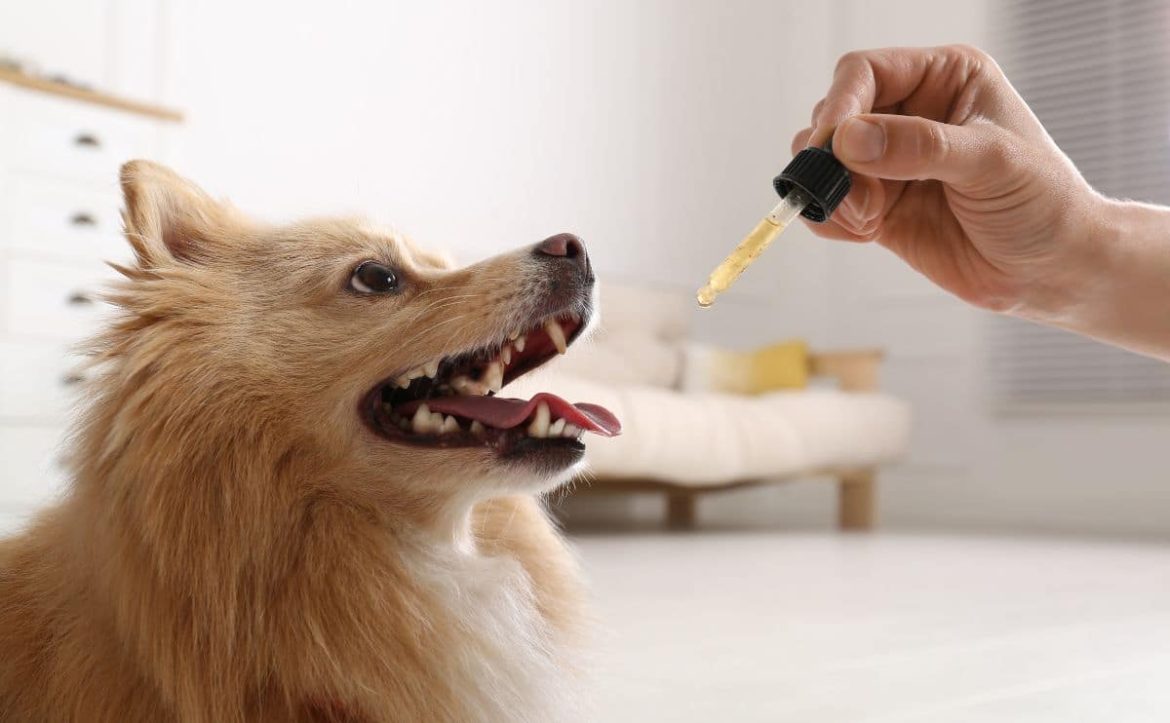 How CBD Oil Can Enhance the Quality of Life for Aging Pets