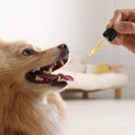 How CBD Oil Can Enhance the Quality of Life for Aging Pets