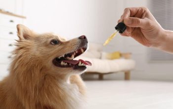 How CBD Oil Can Enhance the Quality of Life for Aging Pets