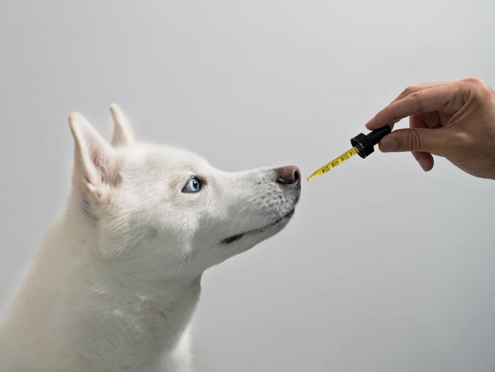 CBD Oil for Pets