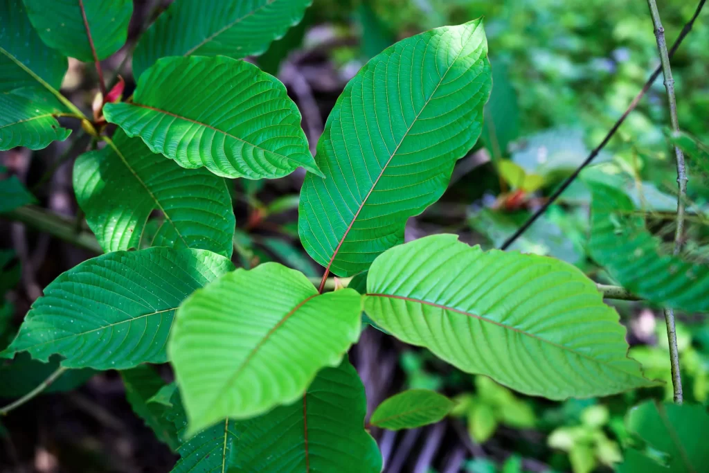 green malay kratom