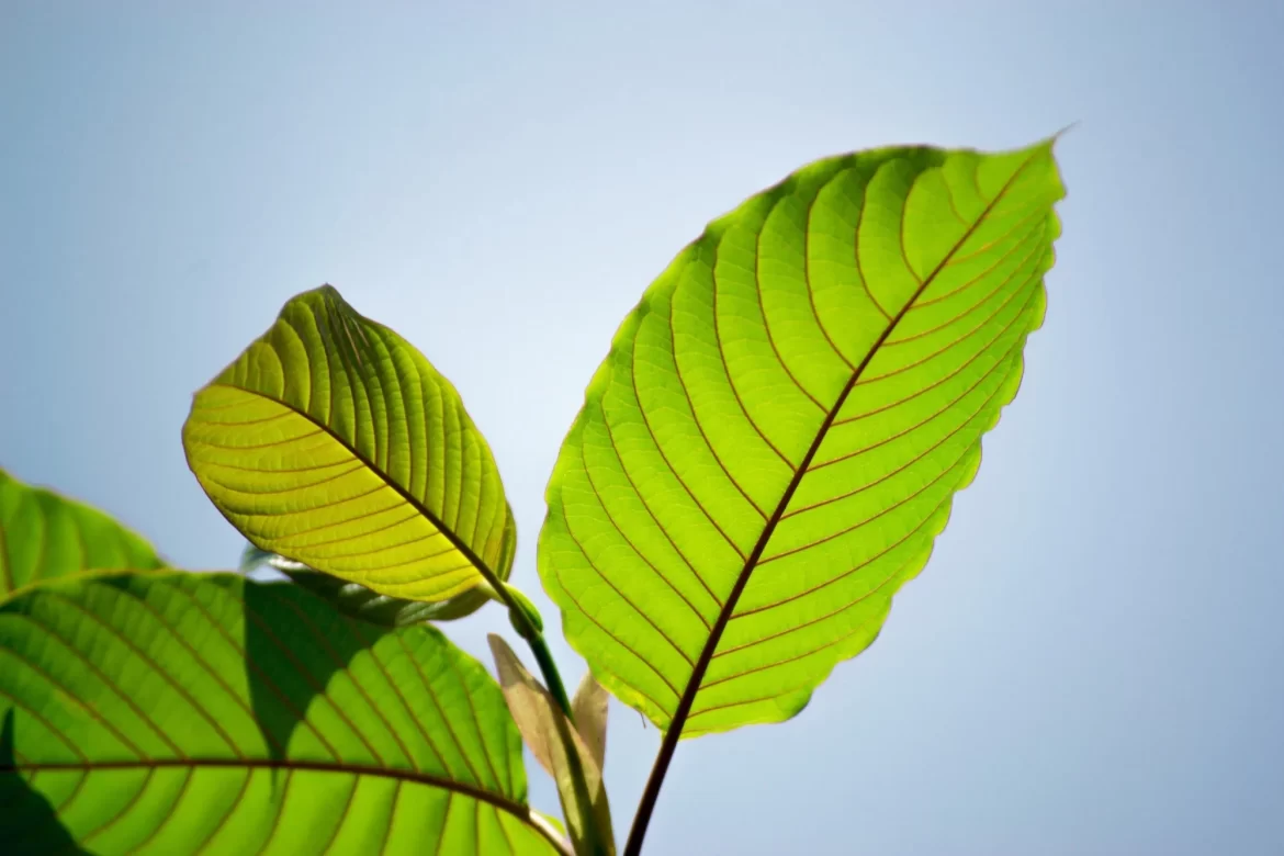 Investigating the Special Benefits of Green Malay Kratom: Important Information